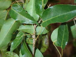 صورة Baphia capparidifolia Baker