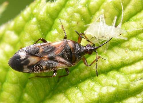 Image of Anthocoris nemoralis (Fabricius 1794)