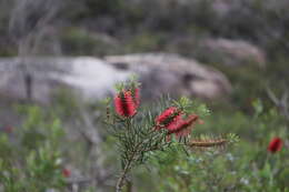 صورة Callistemon linearis (Schrad. & Wendl.) Colv. ex Sweet