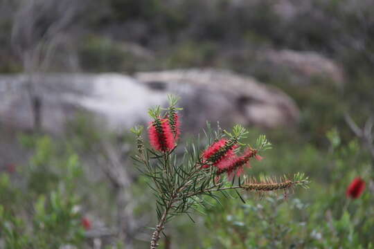 صورة Callistemon linearis (Schrad. & Wendl.) Colv. ex Sweet