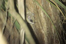 Image of Eastern Flying Squirrel