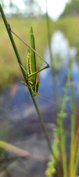 Image of Guinea-cypress Katydid