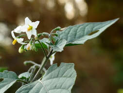 Plancia ëd Solanum nigrum L.