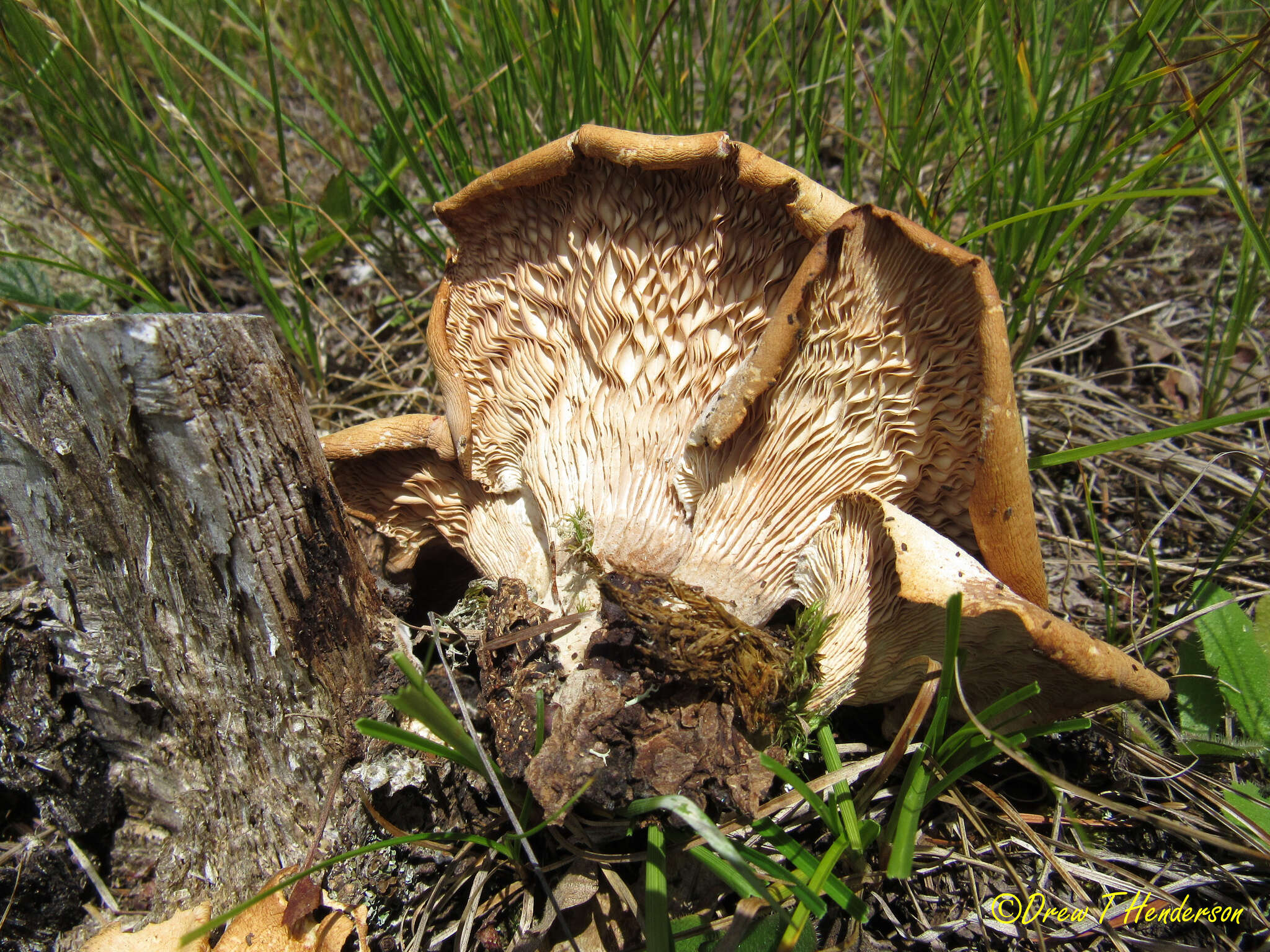 Image of Pleurotus pulmonarius (Fr.) Quél. 1872