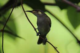 Image of Graceful Honeyeater