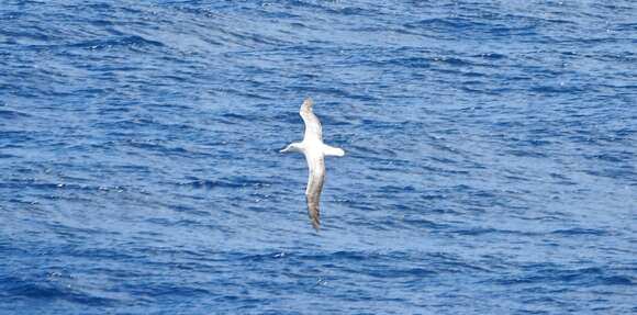 Image of Royal Albatross