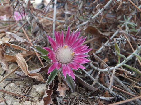 Imagem de Carlina pygmaea (Post) Holmboe