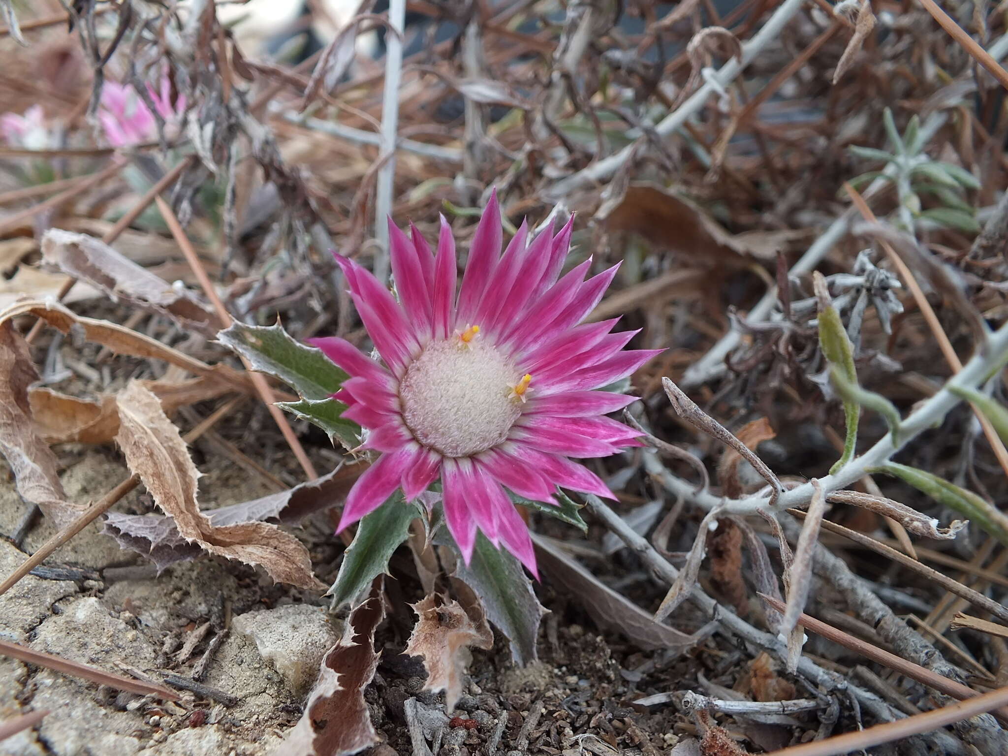 Imagem de Carlina pygmaea (Post) Holmboe