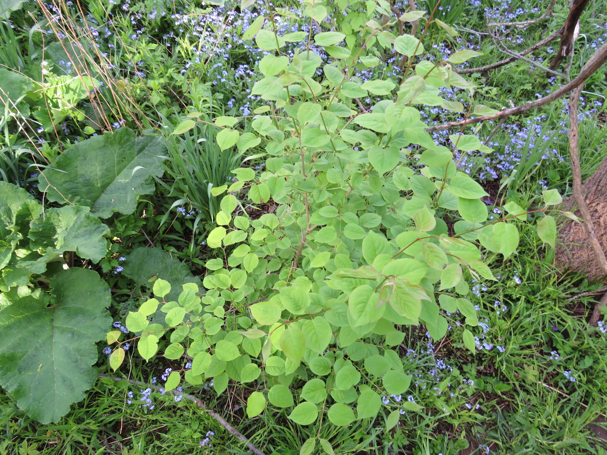 Image of Japanese Tree Lilac