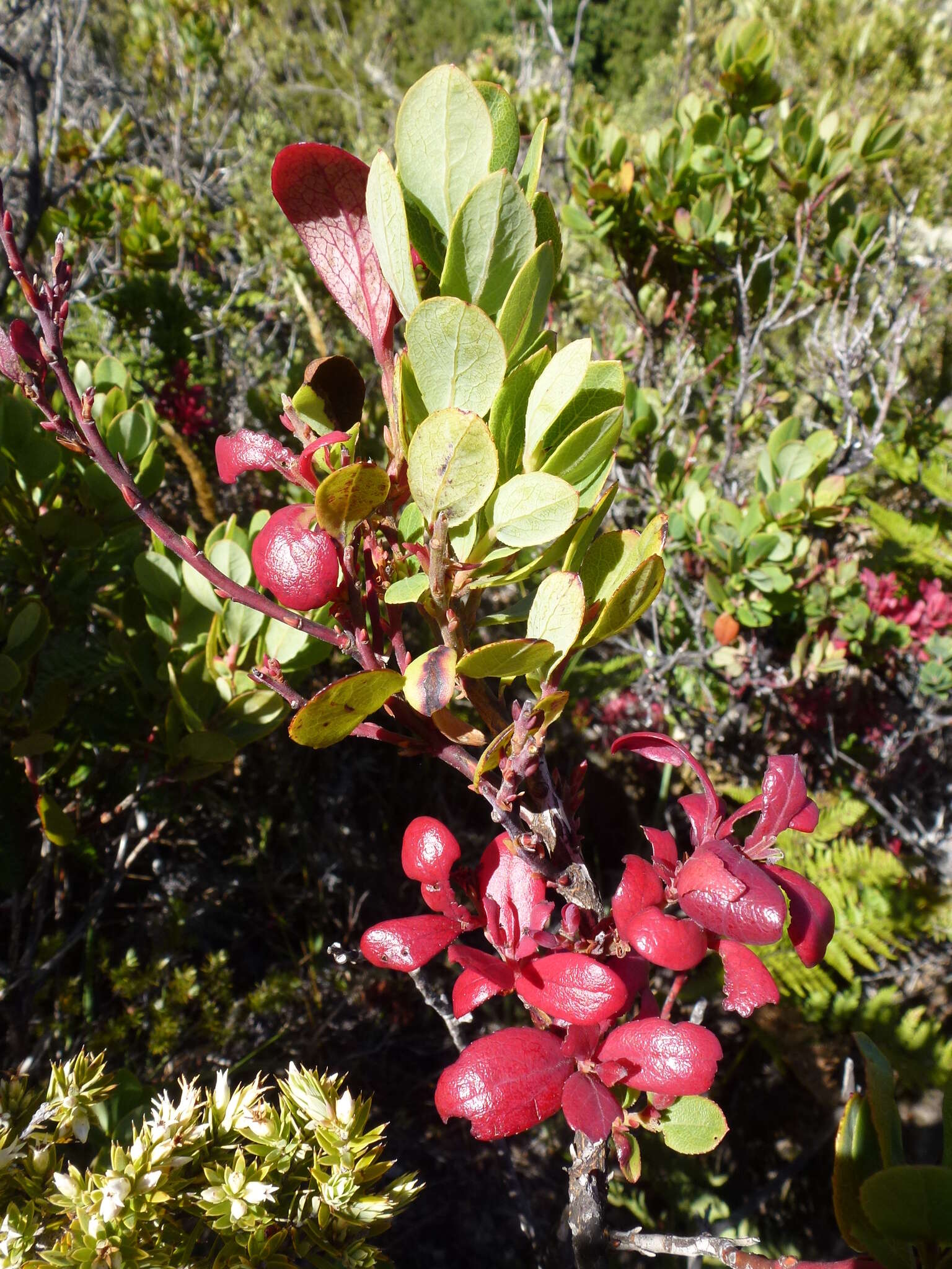 Image of Exobasidium darwinii Piątek & M. Lutz 2012