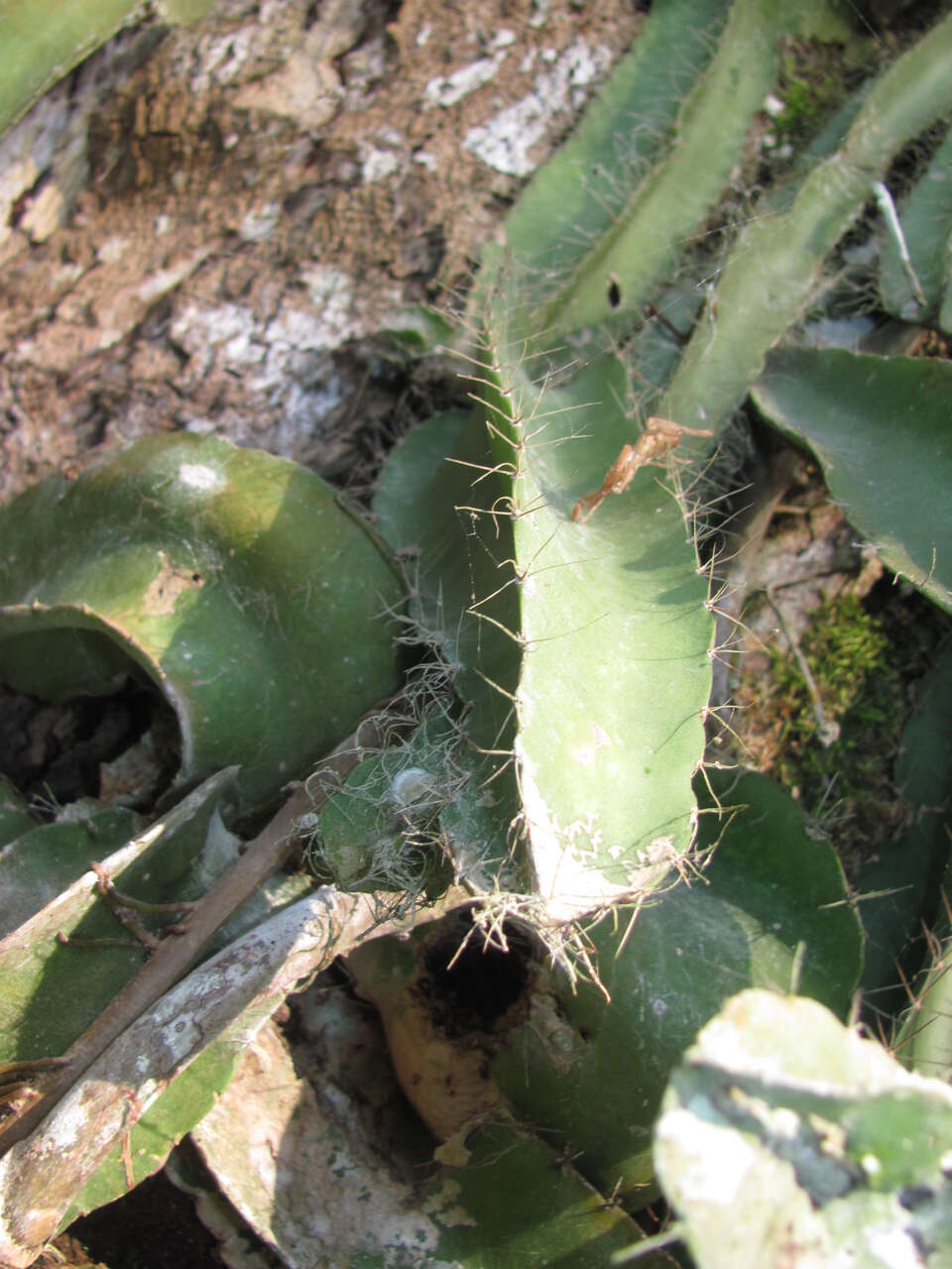 Plancia ëd Strophocactus