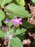 Image of variableleaf collomia