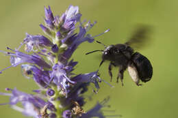 Imagem de Melissodes bimaculatus (Lepeletier 1825)