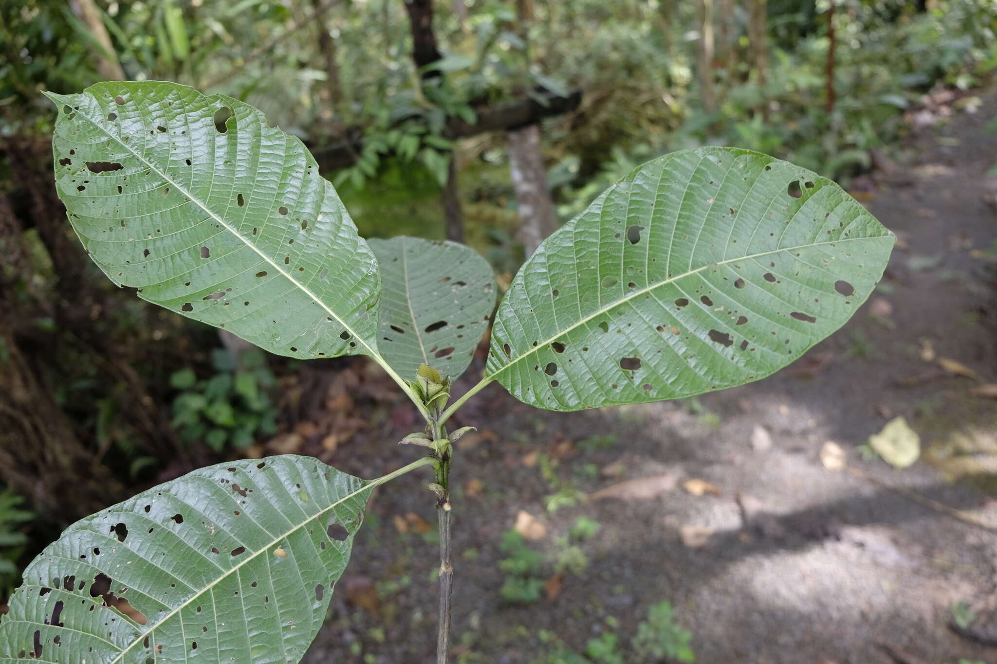 Image of Isertia laevis (Triana) B. M. Boom