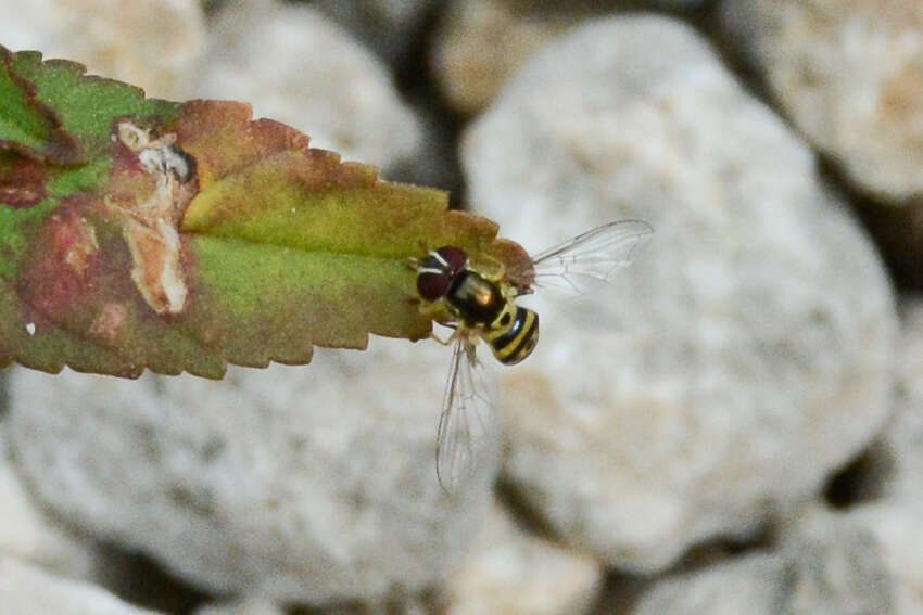 Image of Syrphid fly