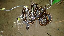 Image of Banded Malaysian Coral Snake