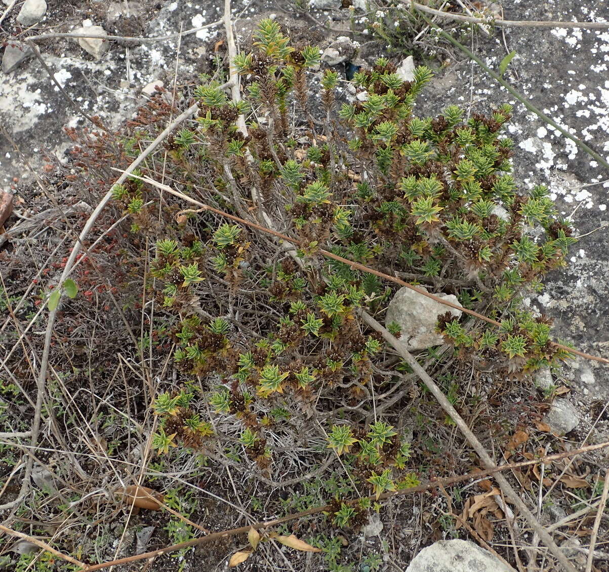 Image of Oedera steyniae (L. Bolus) A. A. Anderberg & K. Bremer