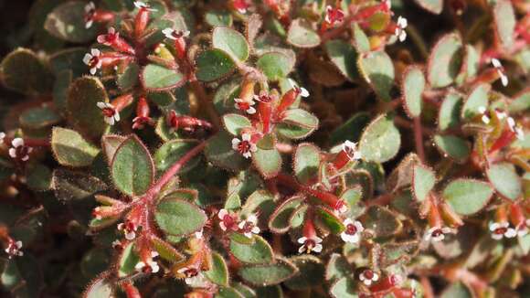 Imagem de Euphorbia arizonica Engelm.