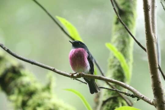 Image of Pink Robin