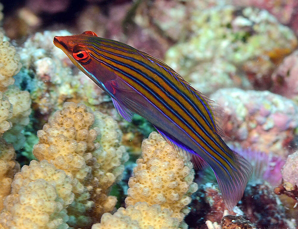 Image of Four-lined wrasse