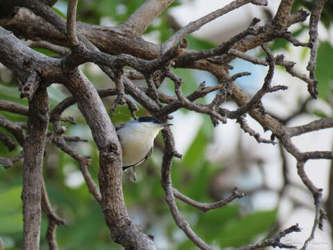 Image of Polioptila plumbea atricapilla (Swainson 1831)