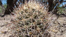 Image of Pima Pineapple Cactus