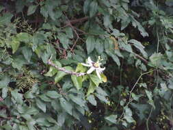 Sivun Passiflora edulis flavicarpa Deg. kuva