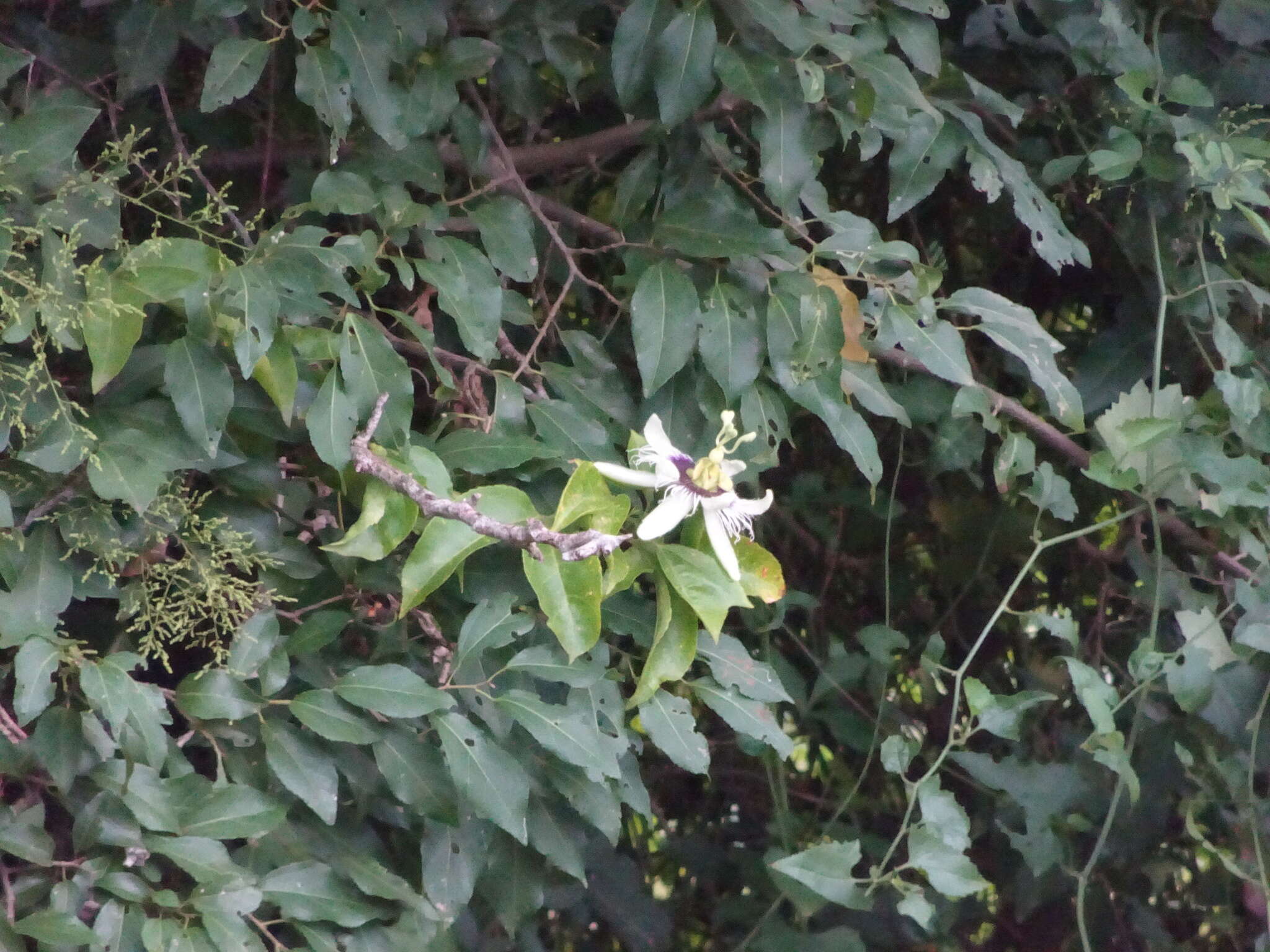 Слика од Passiflora edulis flavicarpa Deg.