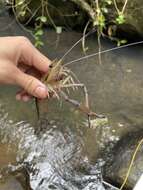 Image of bigclaw river shrimp