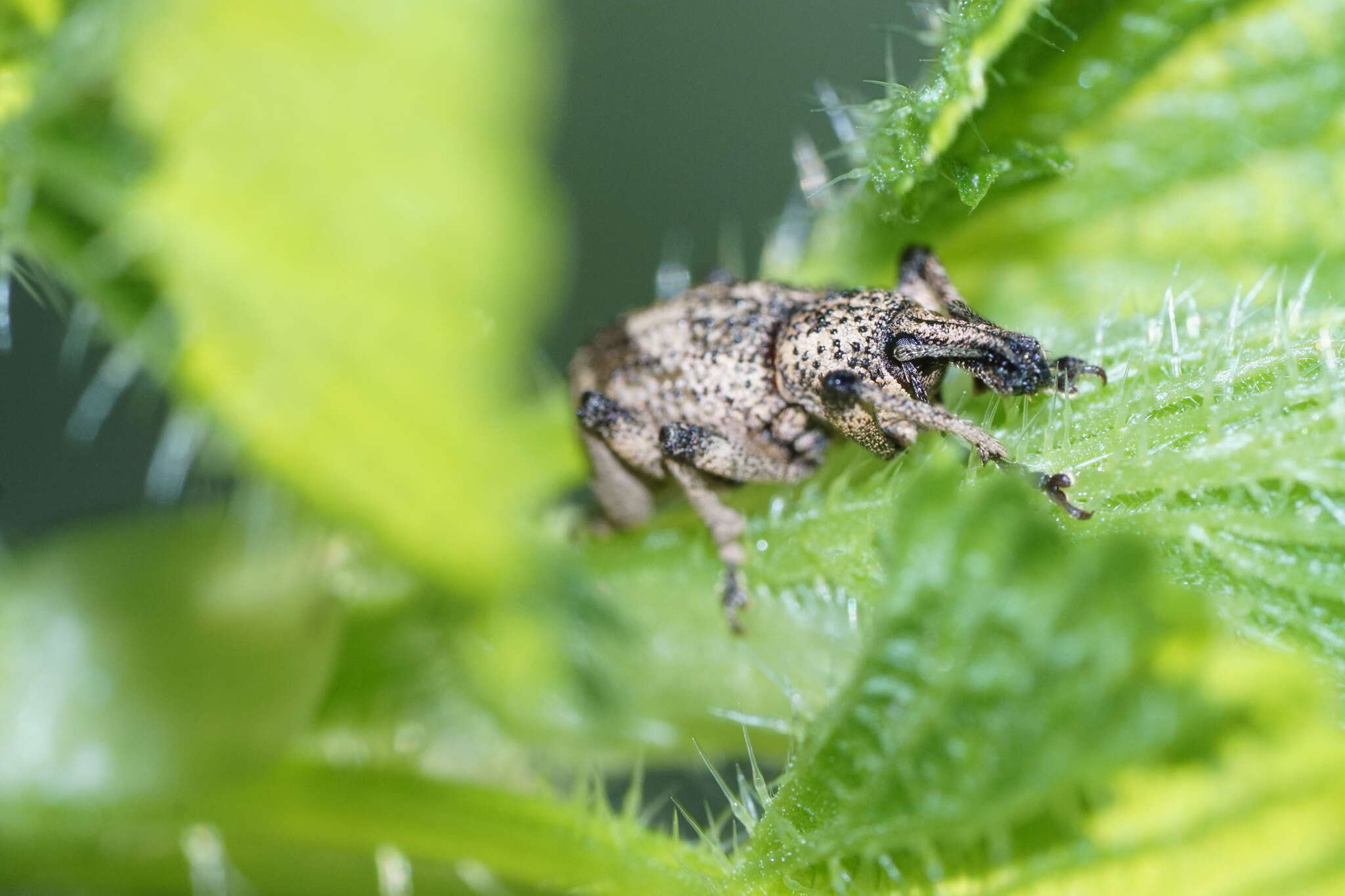 Panscopus (Phymatinus) gemmatus Le Conte 1857的圖片