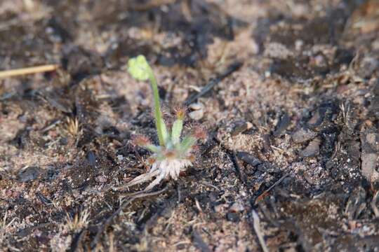 Image of Drosera dilatatopetiolaris Kondo