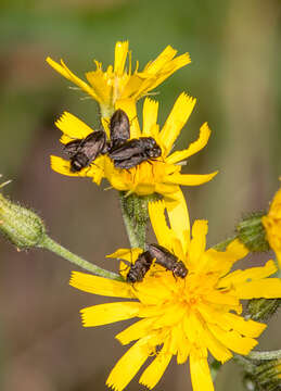 Image of Anthaxia quadripunctata (Linnaeus 1758)