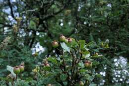 Image de Crataegus rosei Eggleston