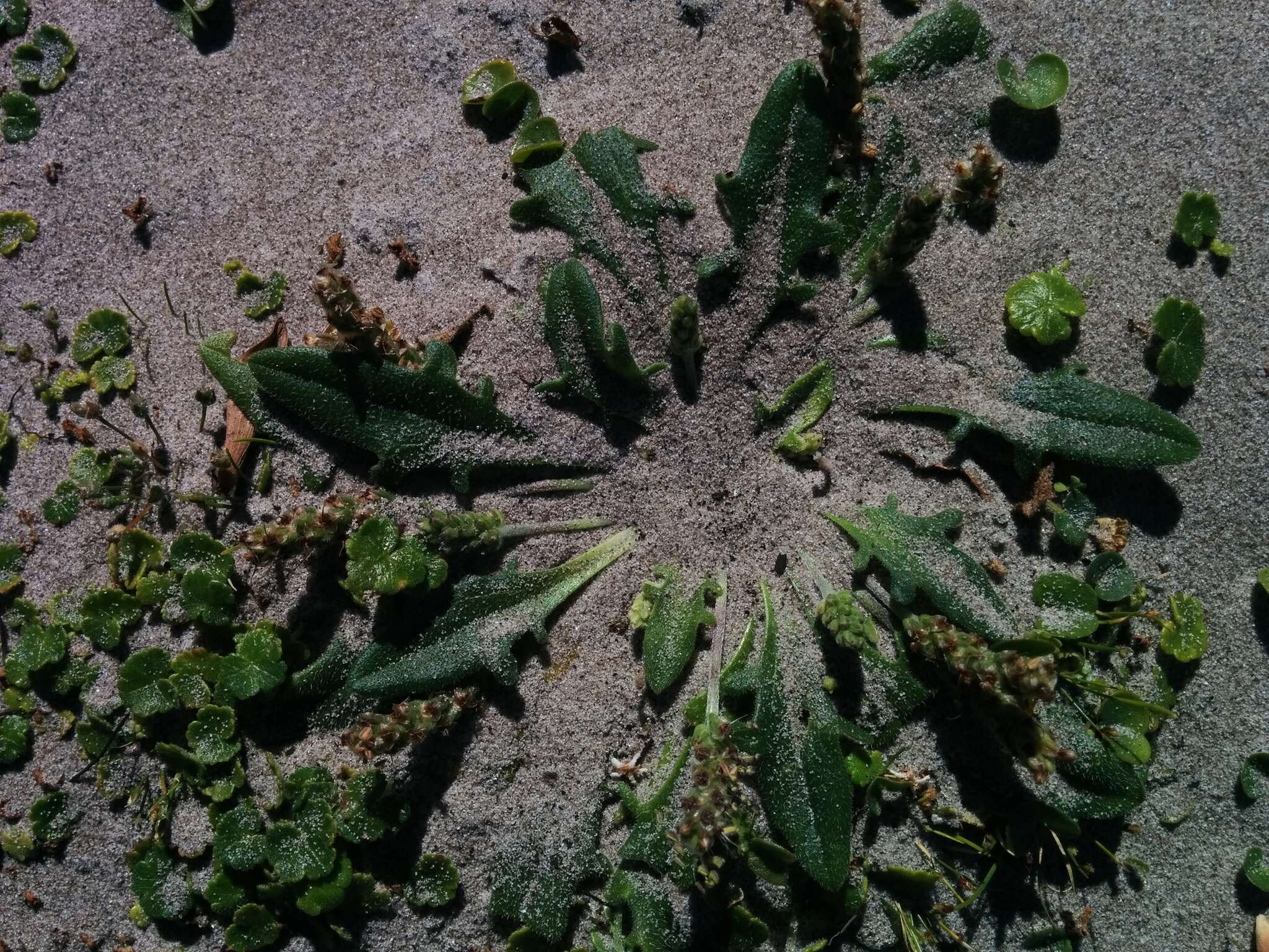 Image of Plantago triantha Spreng.