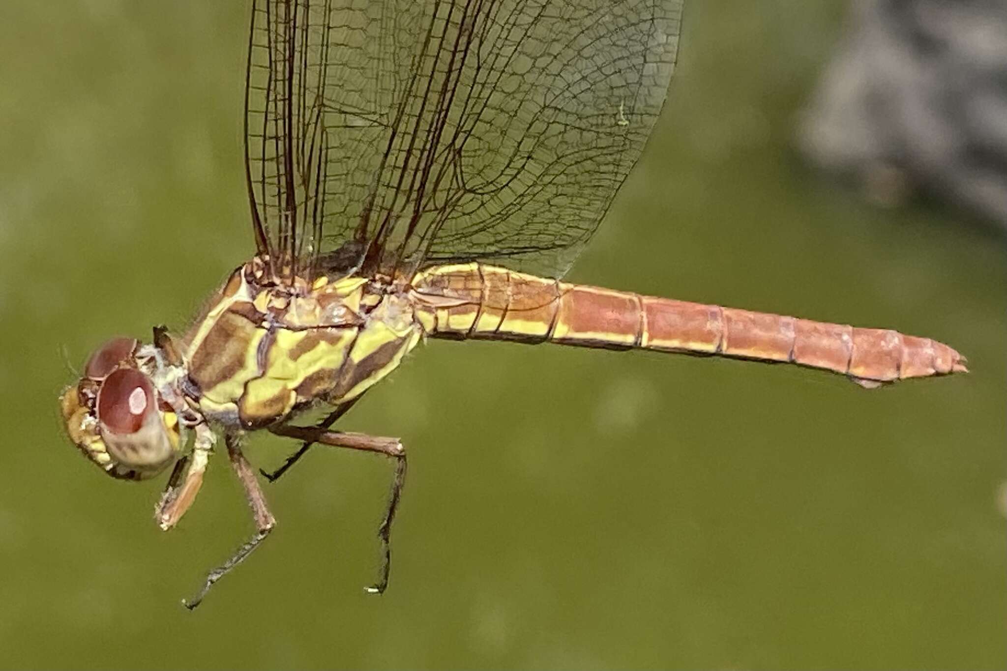 Image of Orthemis aequilibris Calvert 1909