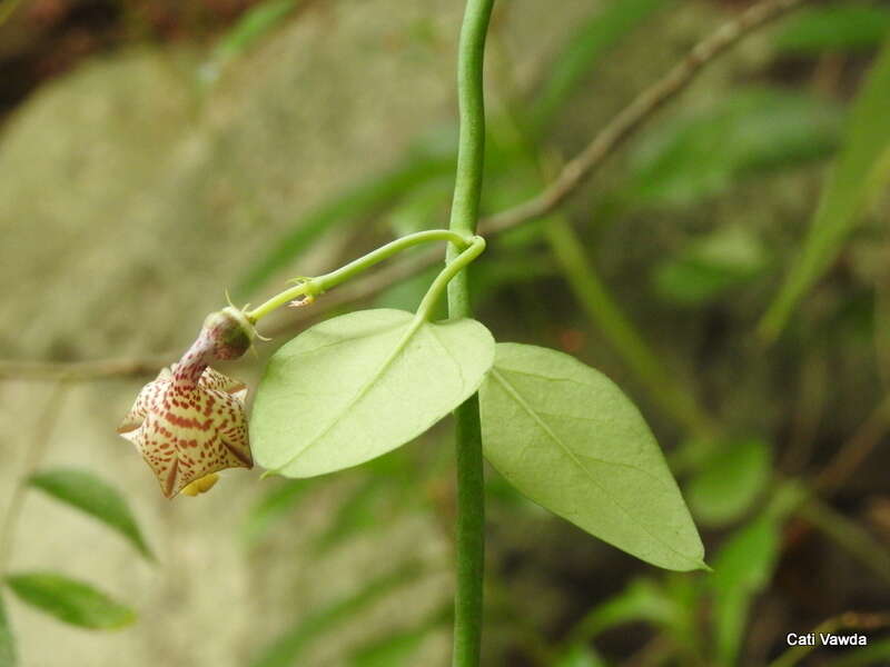 Imagem de Ceropegia distincta N. E. Br.