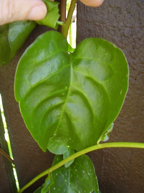 Image of heartleaf madeiravine