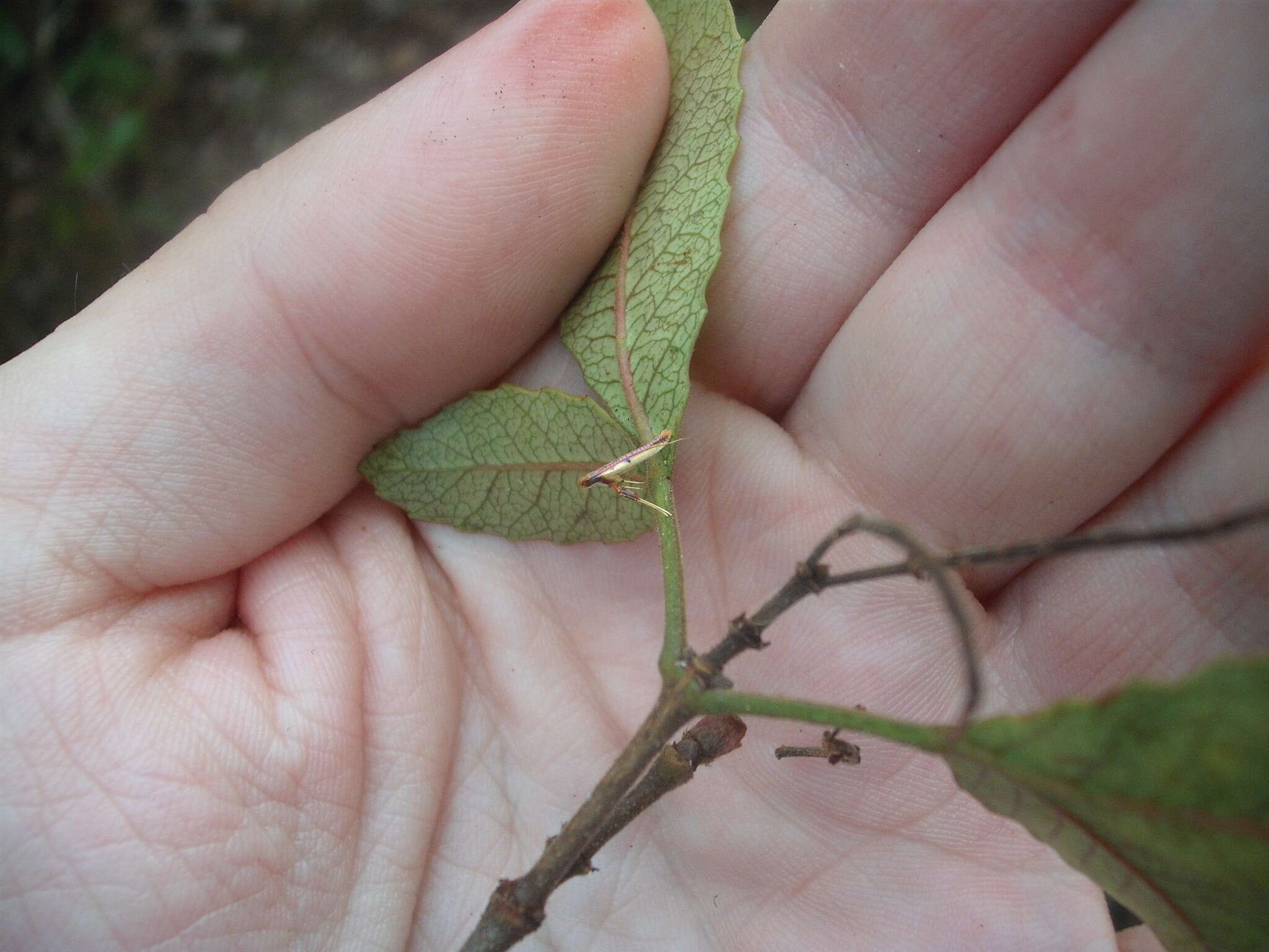 Imagem de Caloptilia chrysitis (Felder & Rogenhofer 1875)