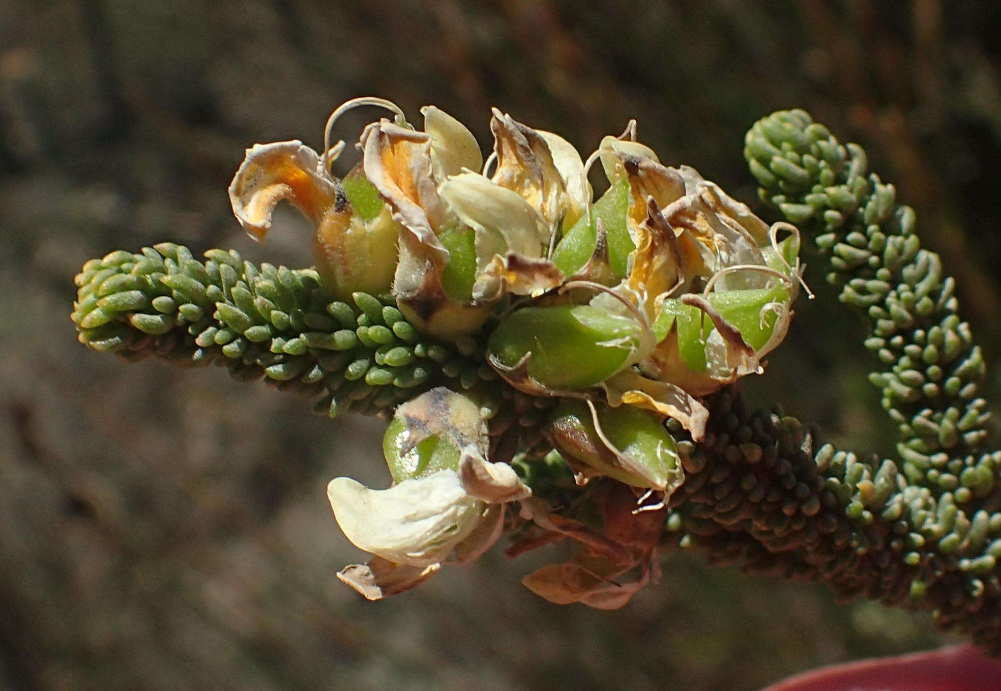 Image of Aspalathus pinguis subsp. pinguis