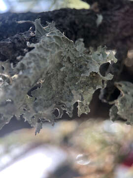 Image of cartilage lichen