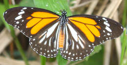 Sivun Danaus (Anosia) melanippus subsp. hegesippus Cramer 1777 kuva