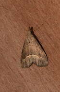 Image of White-line snout moth