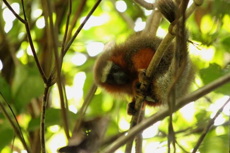 Image of Red Titi Monkey