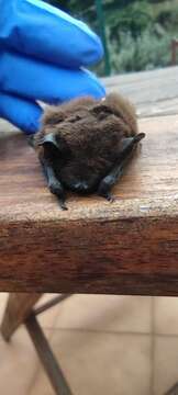 Image of Madeira Pipistrelle