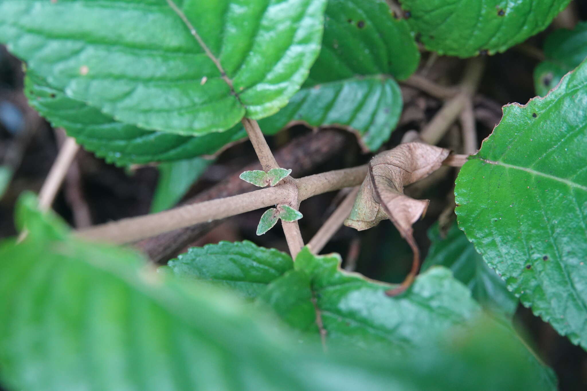 Image of Paraboea swinhoei (Hance) B. L. Burtt