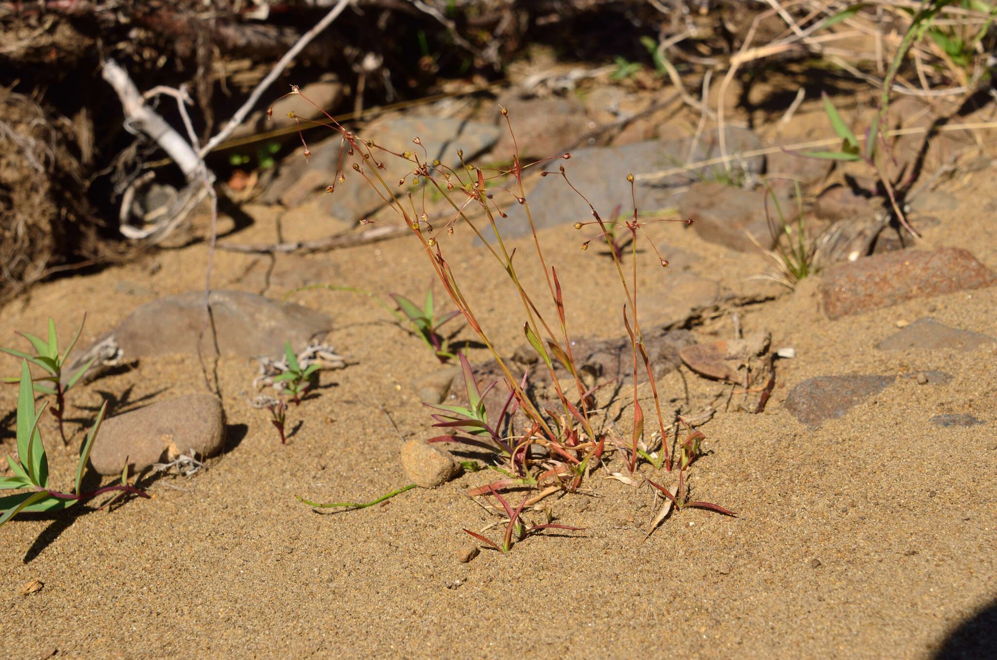 Image of Rufous Wood-Rush