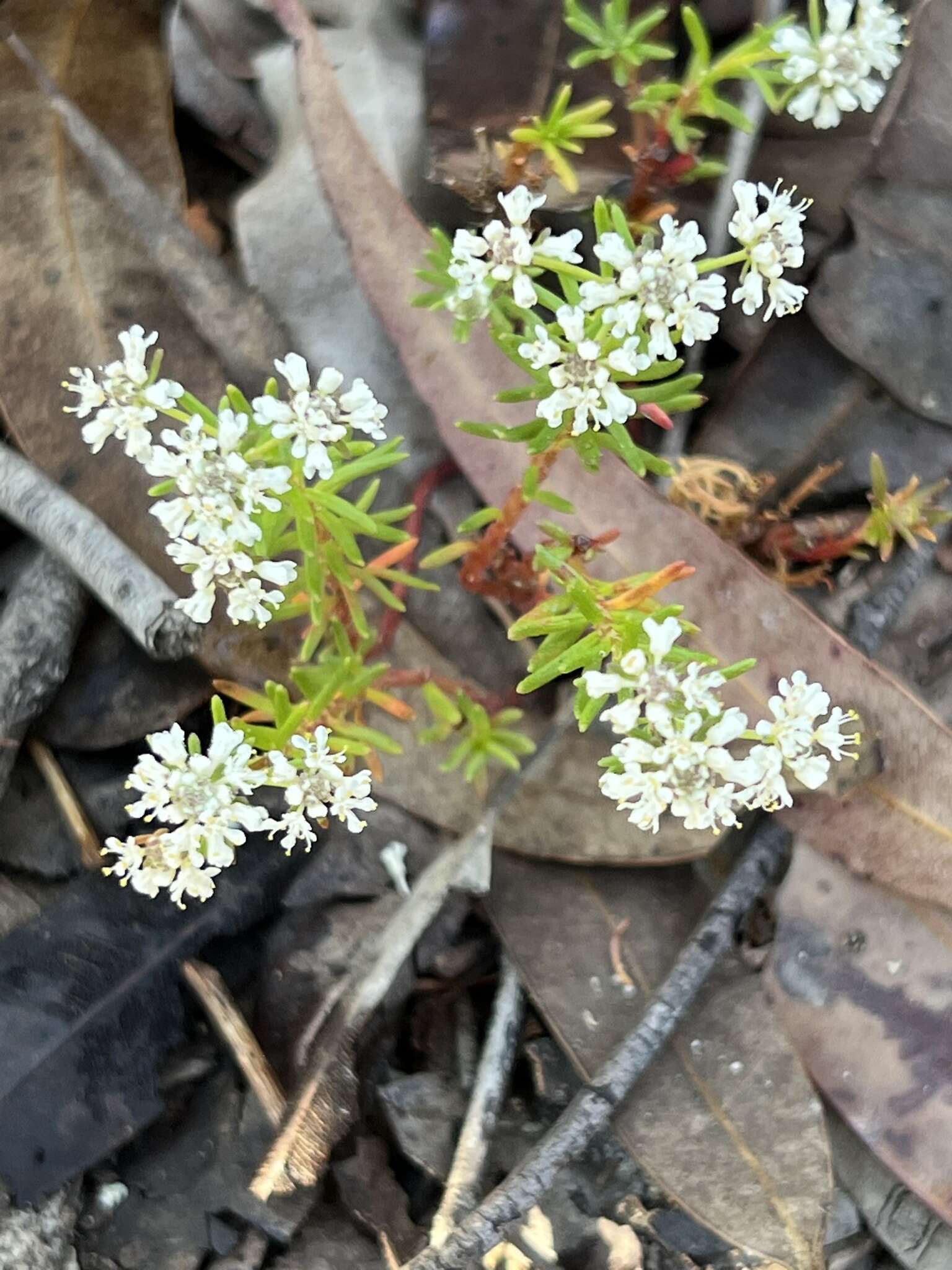 Imagem de Poranthera ericifolia Rudge