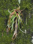 Image of Hedgehog Wood-Rush