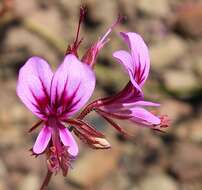 Image of Pelargonium multicaule subsp. multicaule