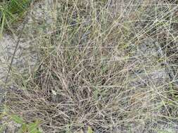 Image of Carolina crabgrass
